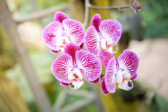 moth orchid in garden asia