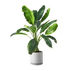 Tuinposter Decorative banana plant in concrete vase isolated on white background. 3D Rendering, Illustration. © vahekatrjyan