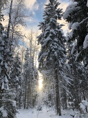Winter forest in the snow