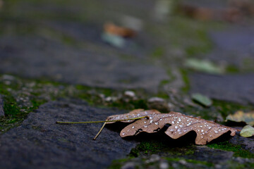 Oak leaf in dew drops. Autumn in the park
