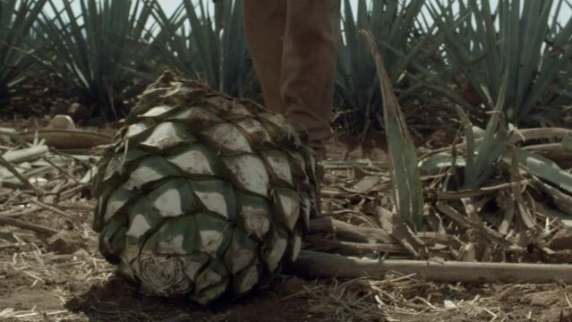Jimador cutting agave pineapple in the city of Tequila, Jalisco, Mexico.