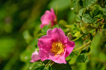 Blooming pink wild rose after a summer rain.