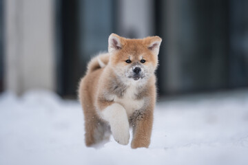 Cute akita inu puppy running through the snow on a blue background. Crazy dog	 - obrazy, fototapety, plakaty
