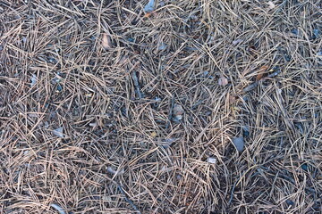 Pine needles on the ground