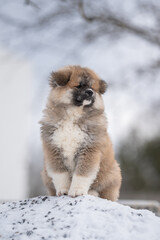 Winter portrait of a cute fluffy akita inu puppy dog