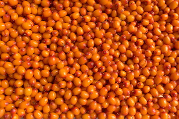 Sea buckthorn berries