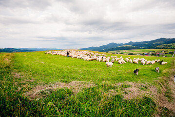 Obraz premium Herd of sheep on beautiful mountain meadow. Grywałd, Pieniny, Poland.