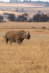 Angry female white rhino protecting her calf from an advancing male white rhino, South Africa © Kim