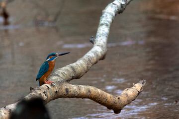 Kingfisher - obrazy, fototapety, plakaty