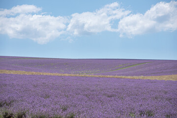 Plakat Large spacious lavender field ready for harvest. Lavender flowers against the summer sky.