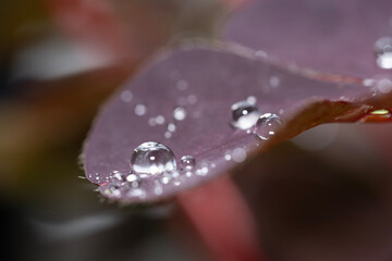 drops of dew on a leaf