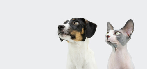Banner proffile dog and cat. Puppy rat hunting and sphynx kitten looking side. Isolated on white...