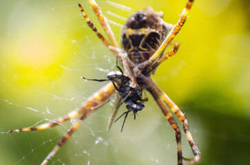 spider on the web