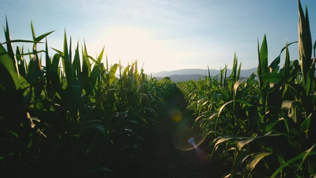 Camera point of view farmer walking through the cornfield in the evening and light sunset, green maize corn crops in crops in agriculture, animal feed agricultural industry