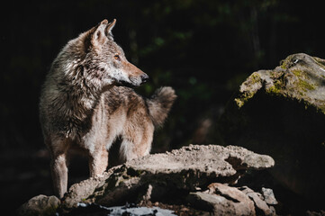 Naklejka na ściany i meble Wolf im Tierpark.