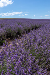 Naklejka na ściany i meble Large spacious lavender field ready for harvest. Lavender flowers against the summer sky.