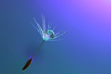 Floating, dandelion seed covered in dew and backlit against a blue background. Dew drop looks metallic due to reflected light. 