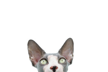 Close-up sphynx cat looking at camera. Isolated on white background