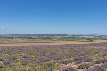 Large spacious lavender field ready for harvest. Lavender flowers against the summer sky.