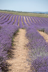 Fototapeta na wymiar Large spacious lavender field ready for harvest. Lavender flowers against the summer sky.