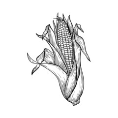 black and white corn line illustration