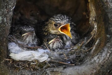 chicks in the nest