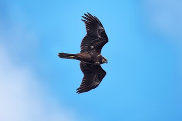 eagle in flight