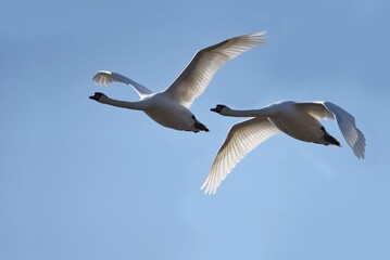 swans in the sky