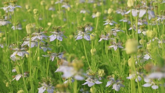 Close-up Focus Blooming White Nigella sativa flowers swing in the wind in the field. White & Green Flowers Background Landscape view