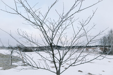 Fototapeta na wymiar Frost on trees branches. Beautiful winter background.