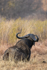 Obraz premium African Buffalo Bull, Kruger National Park