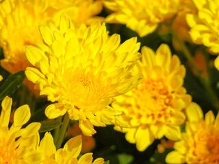 close-up photo of Chrysanthemum petals bright yellow