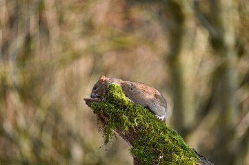A brown rat