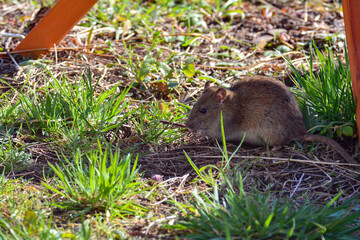 A rat in the garden during the day