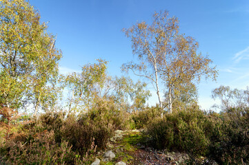 Denecourt path in Barbizon gorges. fontainebleau forest