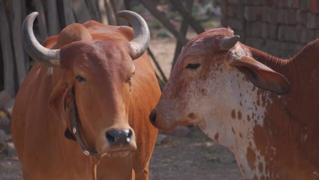 Closeup shot of cows on the street at India