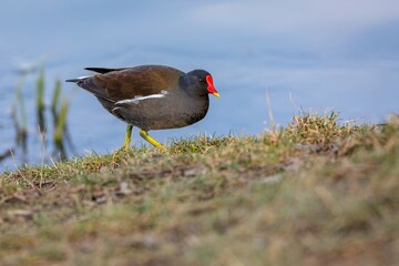 The common moorhen, a black and brown bird with a red and yellow beak and green legs, foraging on dry grass. Blue water in the background. Sunny spring day by a lake.