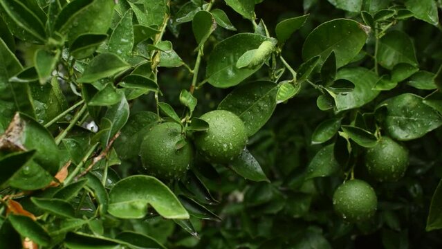 Green tangerines on a branch with leaves after rain. Tangerine season. Fresh ripe tangerines and leaves image, soft focus