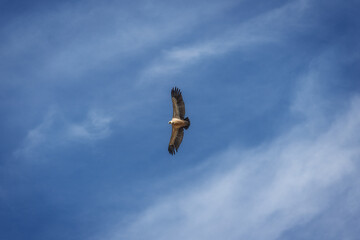 Griffon Vulture against Cloudy Blue Sky