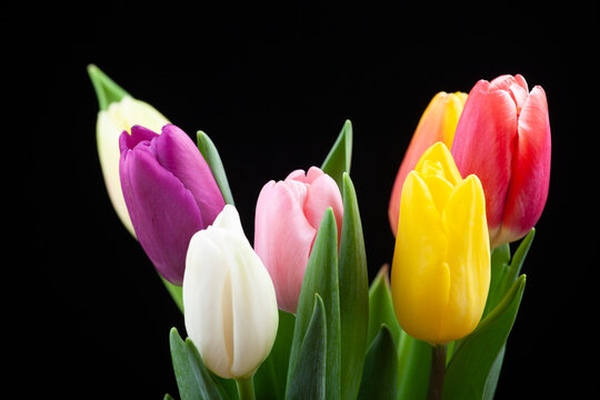 image of tulip flower dark background 