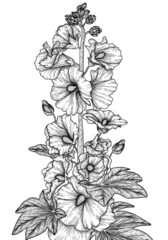 Vector illustration graphic linear hollyhock flower in the style of engraving