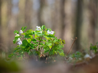 Isopyrum thalictroides blooming in spring forest