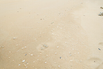 A sandy beach full of small shells and broken coral