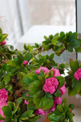 Pink azalea flowers on the winter windowsill
