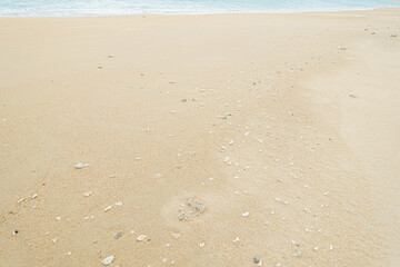 A sandy beach full of small shells and broken coral