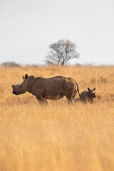 Obraz premium White rhino with calf, South Africa