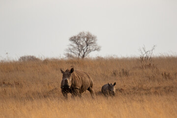 Obraz na płótnie Canvas White rhino with calf, South Africa