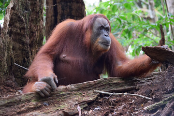 Female Orangutan in Gunung Leuser National Park (Sumatra, Indonesia)