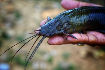 magur catfish clarias batrachus fish in hand in nice blur background