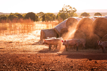A group of pig in front of some hay bales on a field in Northern Territory, Australia, at sunrise.
